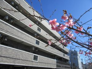 河津桜咲きました！ 写真