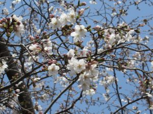 桜が咲き始めました！ 写真