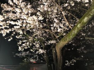 夜桜🌸 写真