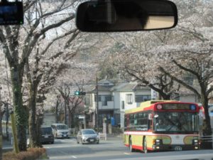 「お花見ドライブ」 写真