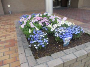 園芸部🌼 写真