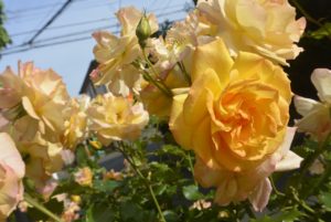 テラスには･･･ 写真