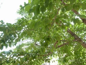 『遊びりだより』 写真