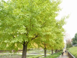 『遊びり・紅葉ドライブ～秋留台公園散策～』 写真