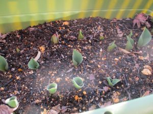 園芸部🌺 写真