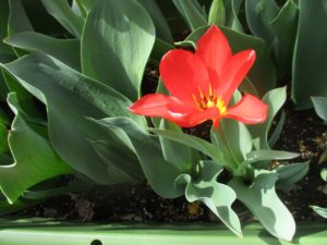 チューリップが咲きました～🌷 写真