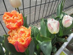 チューリップとこいのぼり 写真