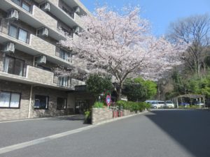 「さくら祭り会　その１」 写真