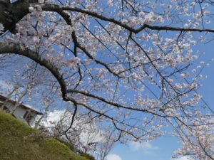 『お花見ドライブ』 写真