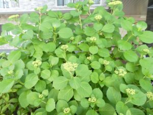 『遊びり・お散歩クラブ』 写真