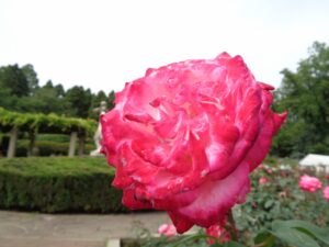 「遊びり・外出レク　春のバラフェスタ」 写真