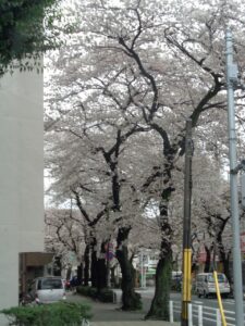 遊びり・お花見ドライブ(日野) 写真