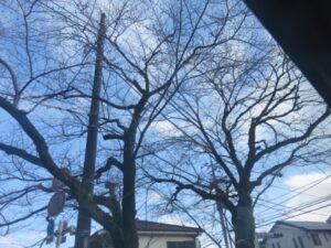 『お花見ドライブ』 写真