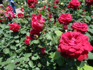 『遊びり・バラ観賞』 写真