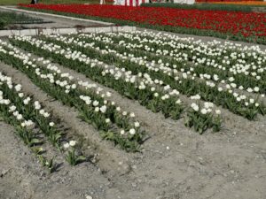 🌷チューリップ鑑賞🌷 写真