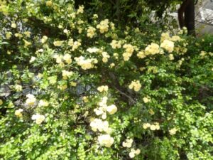 『遊びり・お散歩クラブ』 写真