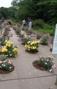 遊びり　バラ鑑賞 写真