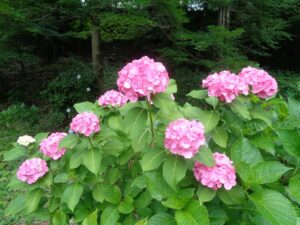 「遊びり・外出レク　あじさい観賞＆かごの屋ランチ」 写真