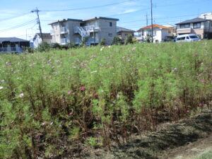 『遊びり・外出レク』 写真