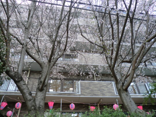 『遊びり・お散歩クラブ』 写真